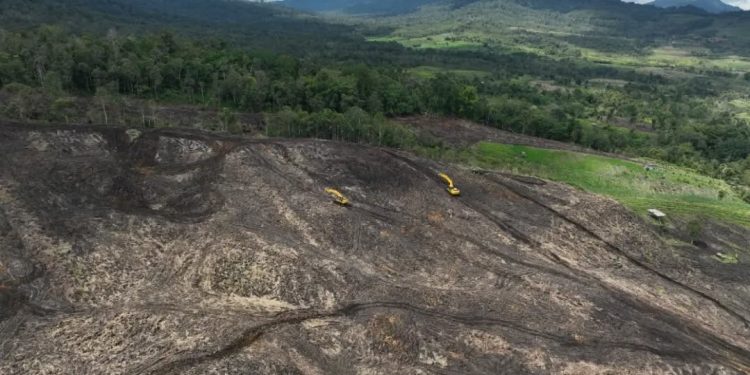 Tanah Hitam Melimpah di Indonesia, Namun Terancam Hilang