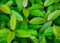 Indonesia dan Australia Kolaborasi Riset Kratom untuk Herbal