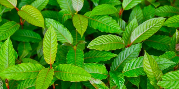 Indonesia dan Australia Kolaborasi Riset Kratom untuk Herbal