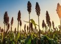 Indonesia Mulai Riset Pengembangan Sorgum untuk Bioenergi