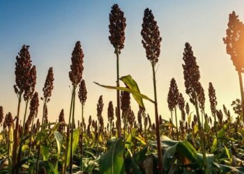 Indonesia Mulai Riset Pengembangan Sorgum untuk Bioenergi