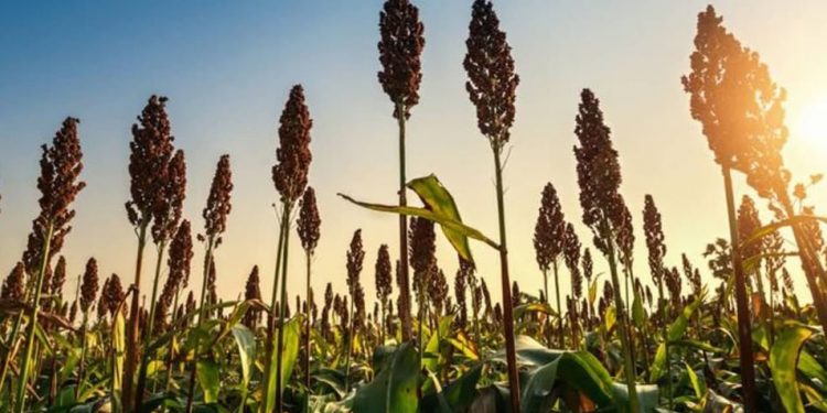 Indonesia Mulai Riset Pengembangan Sorgum untuk Bioenergi