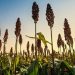 Indonesia Mulai Riset Pengembangan Sorgum untuk Bioenergi