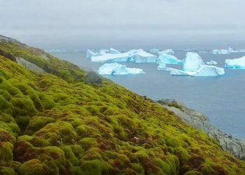 Wilayah Antartika Kini Lebih Hijau