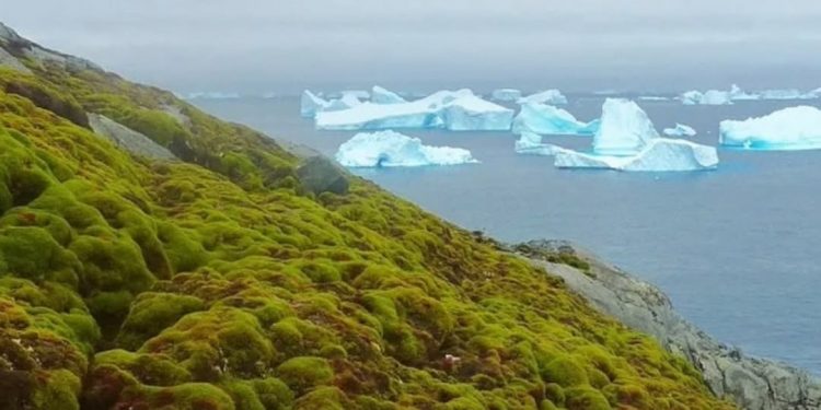 Wilayah Antartika Kini Lebih Hijau