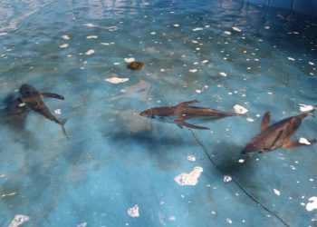 Dampak Perikanan Rumpon Tuna Sirip Kuning Mulai Diteliti di Indonesia