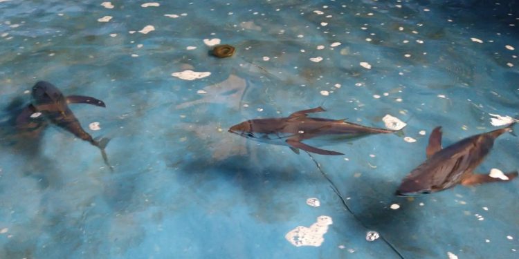 Dampak Perikanan Rumpon Tuna Sirip Kuning Mulai Diteliti di Indonesia