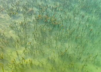 BRIN, IBCI Singapura dan KI Kolaborasi Konservasi Ekosistem Padang Lamun