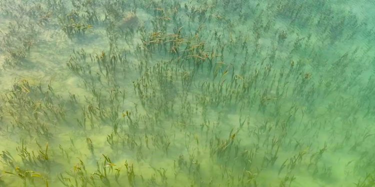 BRIN, IBCI Singapura dan KI Kolaborasi Konservasi Ekosistem Padang Lamun