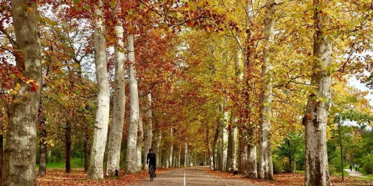 Hutan Mikro Bermanfaat Besar Bagi Wilayah Perkotaan