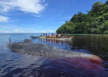 Paus Sperma Ukuran Raksasa Mati Terdampar di Perairan Kepulauan Ambai