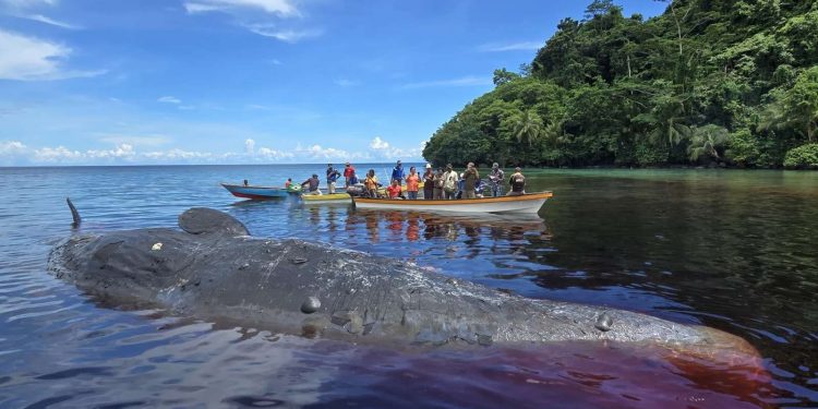 Paus Sperma Ukuran Raksasa Mati Terdampar di Perairan Kepulauan Ambai