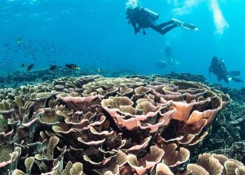 Indonesia-AS Tuntaskan Proses Konversi Utang untuk Konservasi Terumbu Karang