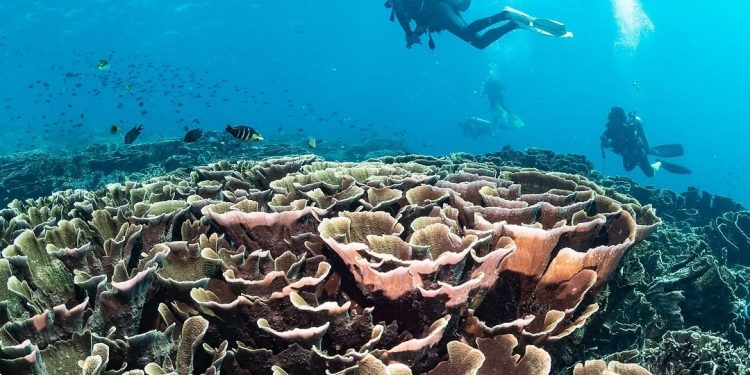 Indonesia-AS Tuntaskan Proses Konversi Utang untuk Konservasi Terumbu Karang