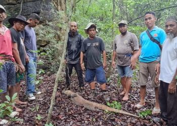 Satwa Komodo Dilepasliarkan di Hutan Watu Pajang NTT