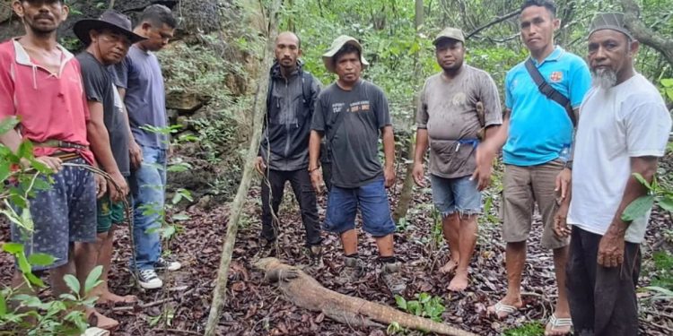 Satwa Komodo Dilepasliarkan di Hutan Watu Pajang NTT