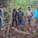 Satwa Komodo Dilepasliarkan di Hutan Watu Pajang NTT