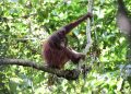 Empat Orangutan Dilepasliarkan di Kalimantan Timur
