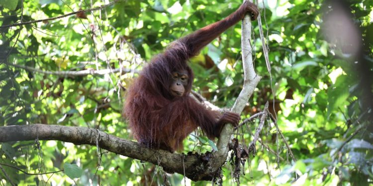 Empat Orangutan Dilepasliarkan di Kalimantan Timur