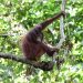 Empat Orangutan Dilepasliarkan di Kalimantan Timur