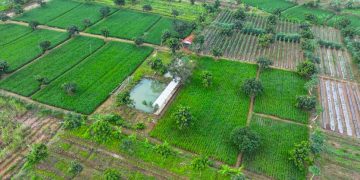 Agroforestry Perhutanan Sosial Diluncurkan, untuk Dukung Ketahanan Pangan