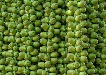 Riset Material dan Kimia Berbasis Biomassa Aren Mulai Dikembangkan