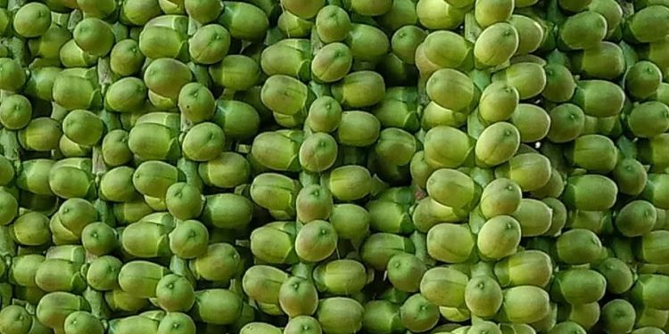 Riset Material dan Kimia Berbasis Biomassa Aren Mulai Dikembangkan