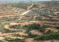 Deforestasi Mengancam Kelestarian Hutan Hujan Pulau Sumatra