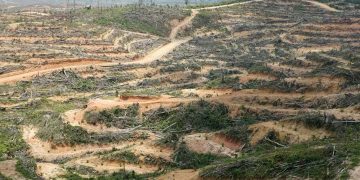 Deforestasi Mengancam Kelestarian Hutan Hujan Pulau Sumatra
