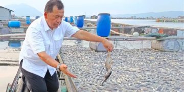 Krisis Oksigen Picu Kematian Ikan Massal di Waduk Jatilihur