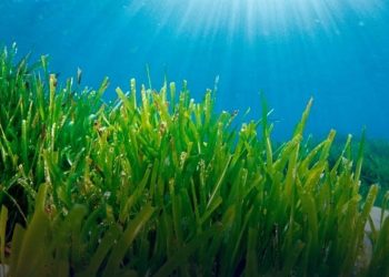 Ekonomi Karbon Sektor Kelautan Siap Digenjot