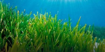 Ekonomi Karbon Sektor Kelautan Siap Digenjot