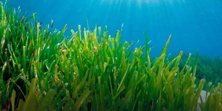 Ekonomi Karbon Sektor Kelautan Siap Digenjot