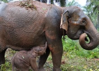 Konflik Manusia dan Gajah di Aceh Capai 114 Kejadian pada 2024