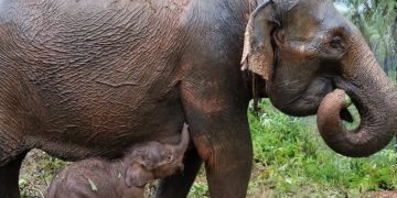 Konflik Manusia dan Gajah di Aceh Capai 114 Kejadian pada 2024