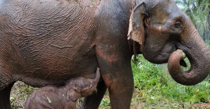 Konflik Manusia dan Gajah di Aceh Capai 114 Kejadian pada 2024