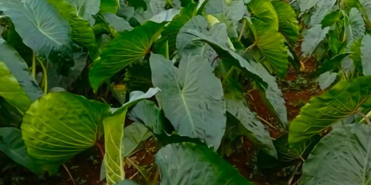 Umbi Garut Dikembangkan Melalui Model Agroforestry Jati di Bogor