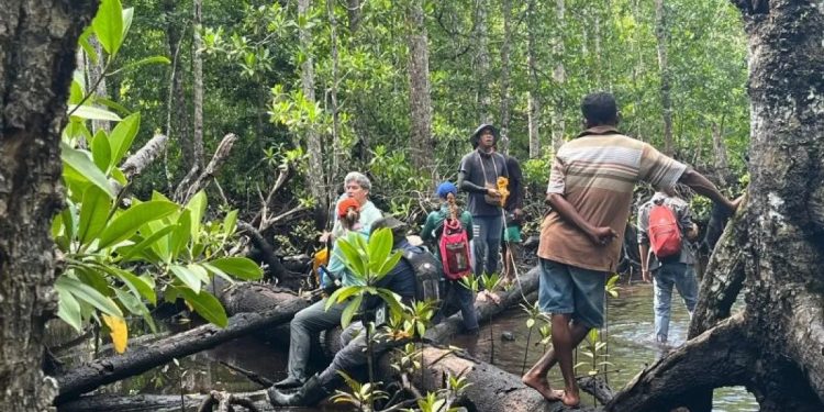 Mitigasi Perubahan Iklim, UNIPA Gagas Penelitian Mangrove dan Lamun
