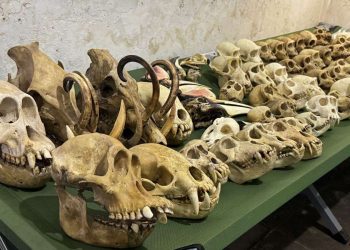 Kemenhut Gagalkan Penyelundupan 94 Spesimen Satwa Lindung ke AS