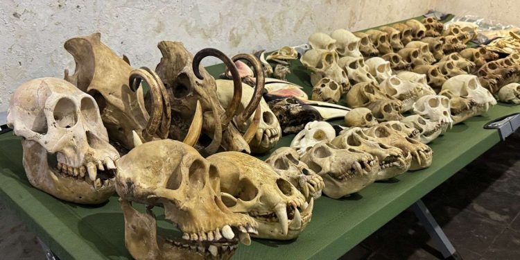 Kemenhut Gagalkan Penyelundupan 94 Spesimen Satwa Lindung ke AS