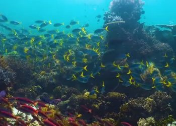 Riset: Terumbu Karang di Raja Ampat Mampu Beradaptasi dengan Suhu