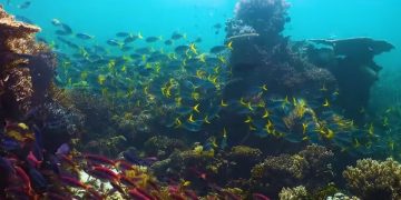 Riset: Terumbu Karang di Raja Ampat Mampu Beradaptasi dengan Suhu