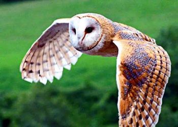 Tyto alba, Sang Penjaga Sawah: Harmoni Alam untuk Pertanian Berkelanjutan