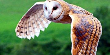 Tyto alba, Sang Penjaga Sawah: Harmoni Alam untuk Pertanian Berkelanjutan