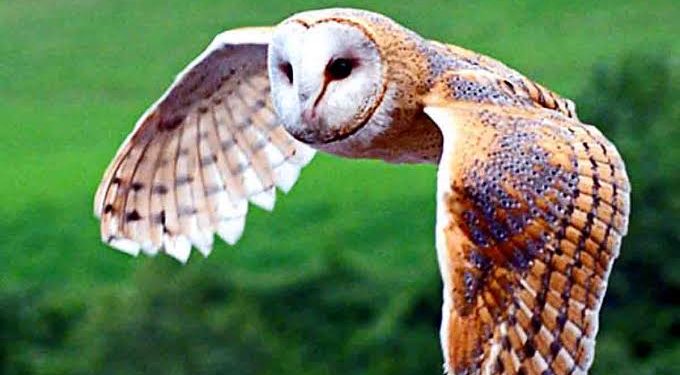 Tyto alba, Sang Penjaga Sawah: Harmoni Alam untuk Pertanian Berkelanjutan