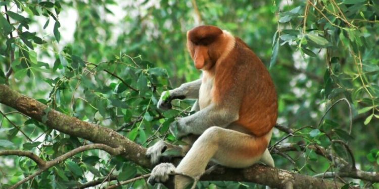 Dua Geopark Indonesia Ditetapkan sebagai UNESCO Global Geoparks