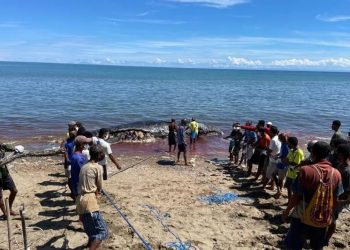 Tragedi Sunyi di Pantai Amtasi: Paus Sperma Raksasa Mati Terdampar di Laut Timor