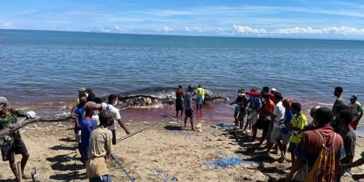 Tragedi Sunyi di Pantai Amtasi: Paus Sperma Raksasa Mati Terdampar di Laut Timor
