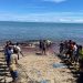 Tragedi Sunyi di Pantai Amtasi: Paus Sperma Raksasa Mati Terdampar di Laut Timor