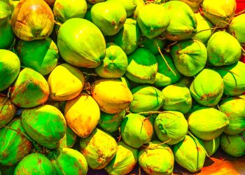 Indonesia Punya Potensi Besar di Bidang Industri Kelapa